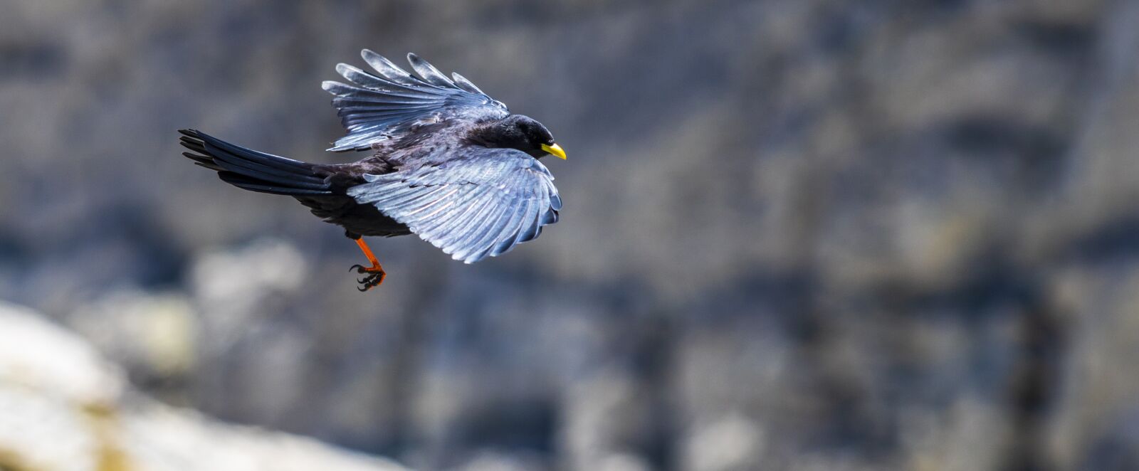 Canon EOS 7D Mark II + Canon EF 70-200mm F2.8L USM sample photo. Jackdaw, updraft, flying photography