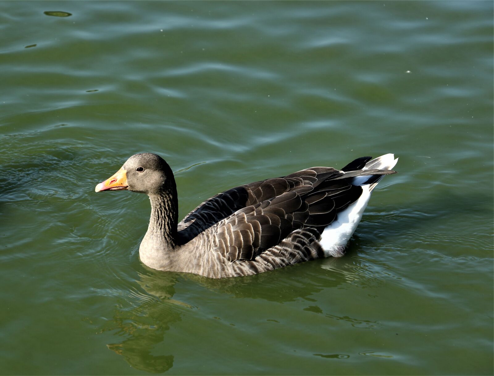 Canon EOS 7D Mark II sample photo. Duck, mallard, bird photography