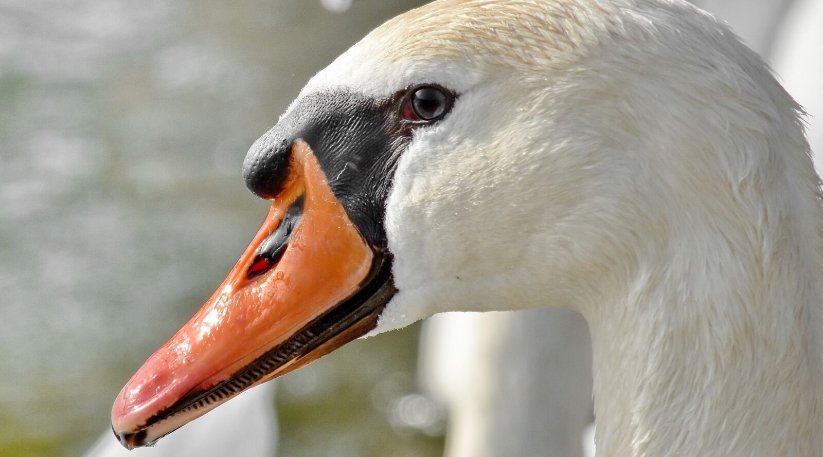 Nikon D5500 sample photo. Beak, eye, portrait, purity photography