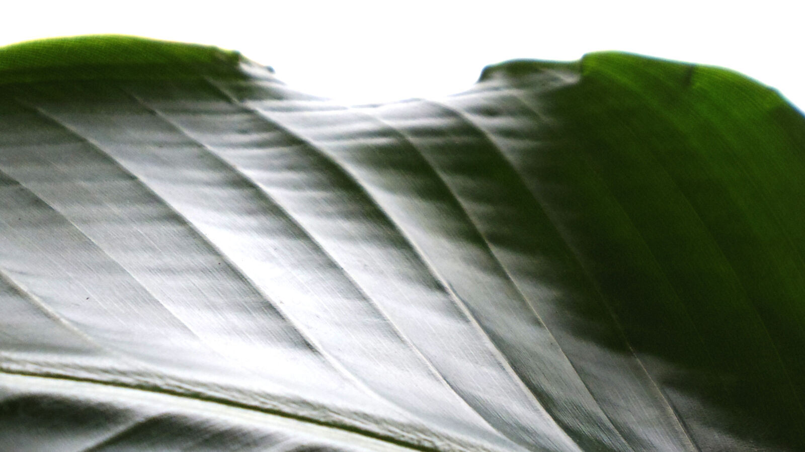 Pentax Q10 sample photo. Leaves photography