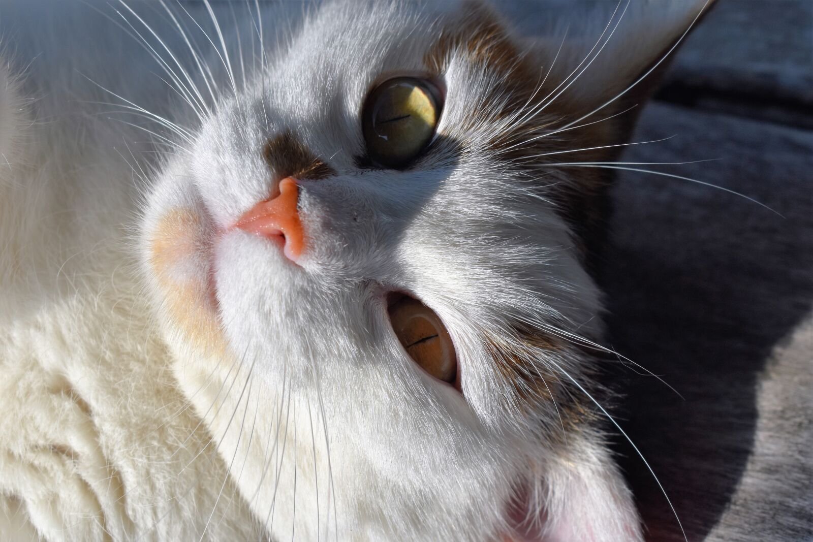 Nikon D5500 sample photo. Cat, white, animal photography