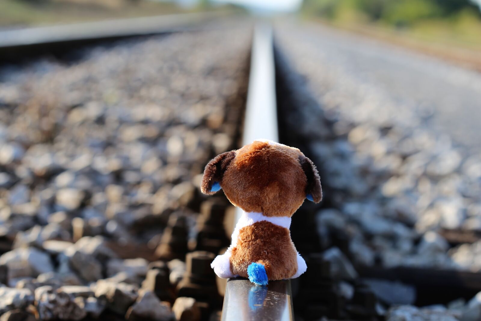 Canon EOS 6D + Canon EF 100mm F2.8 Macro USM sample photo. Stop children suicide, teddy photography
