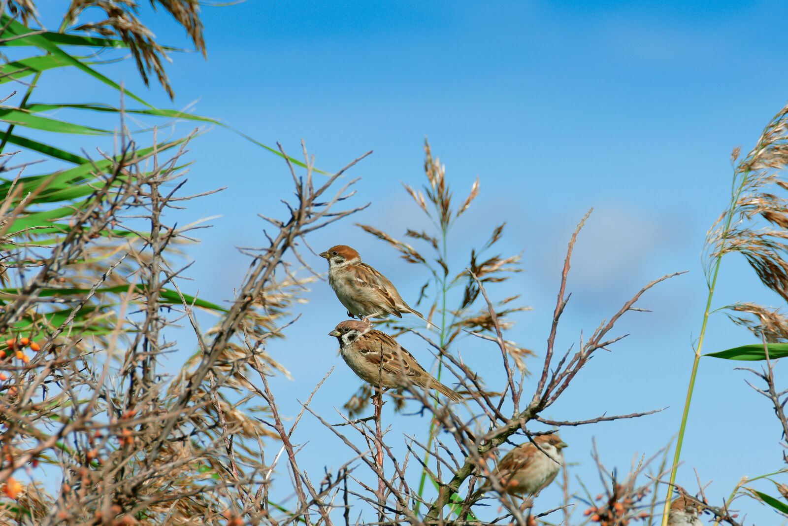 Nikon D7200 sample photo. Sparrows, birds, wildlife photography