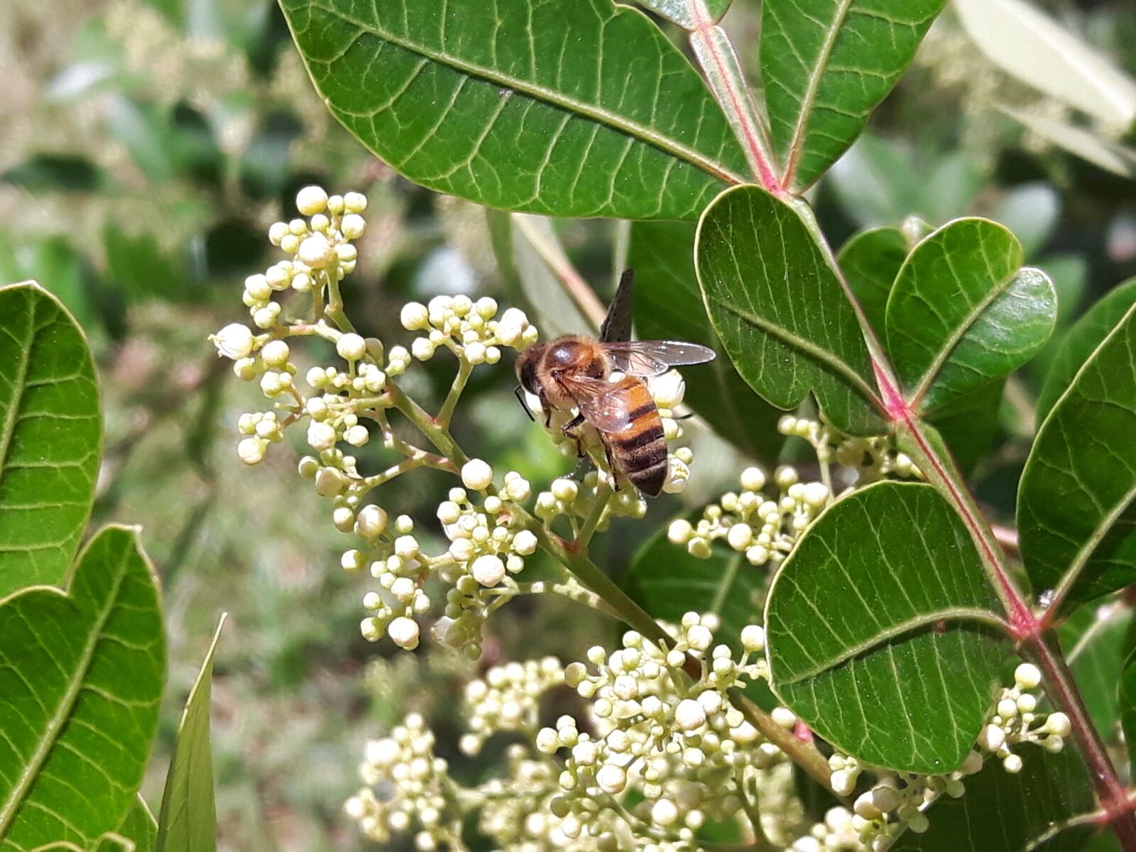 Samsung Galaxy S5 Neo sample photo. Bee, bees, drone photography