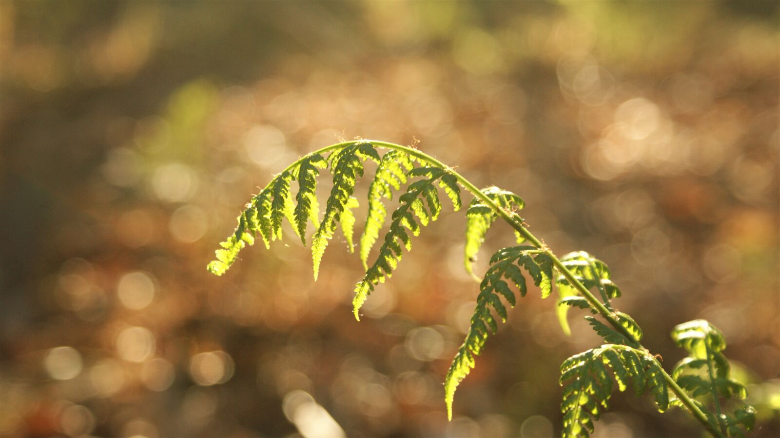 Sony Alpha DSLR-A350 sample photo. Boating, forest floor, green photography