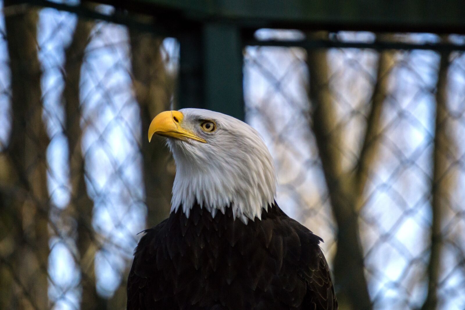 Sony E 55-210mm F4.5-6.3 OSS sample photo. Bald eagle, adler, bird photography