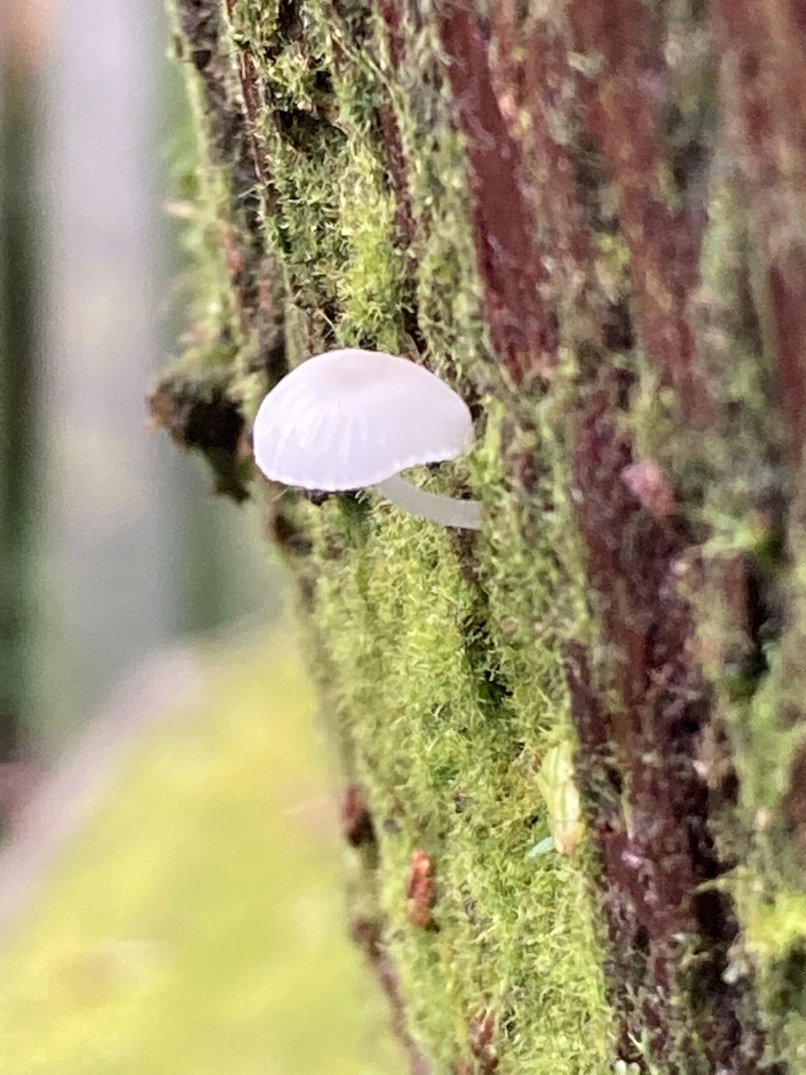 Apple iPhone SE (2nd generation) sample photo. Mushrooms, forest, mushroom photography