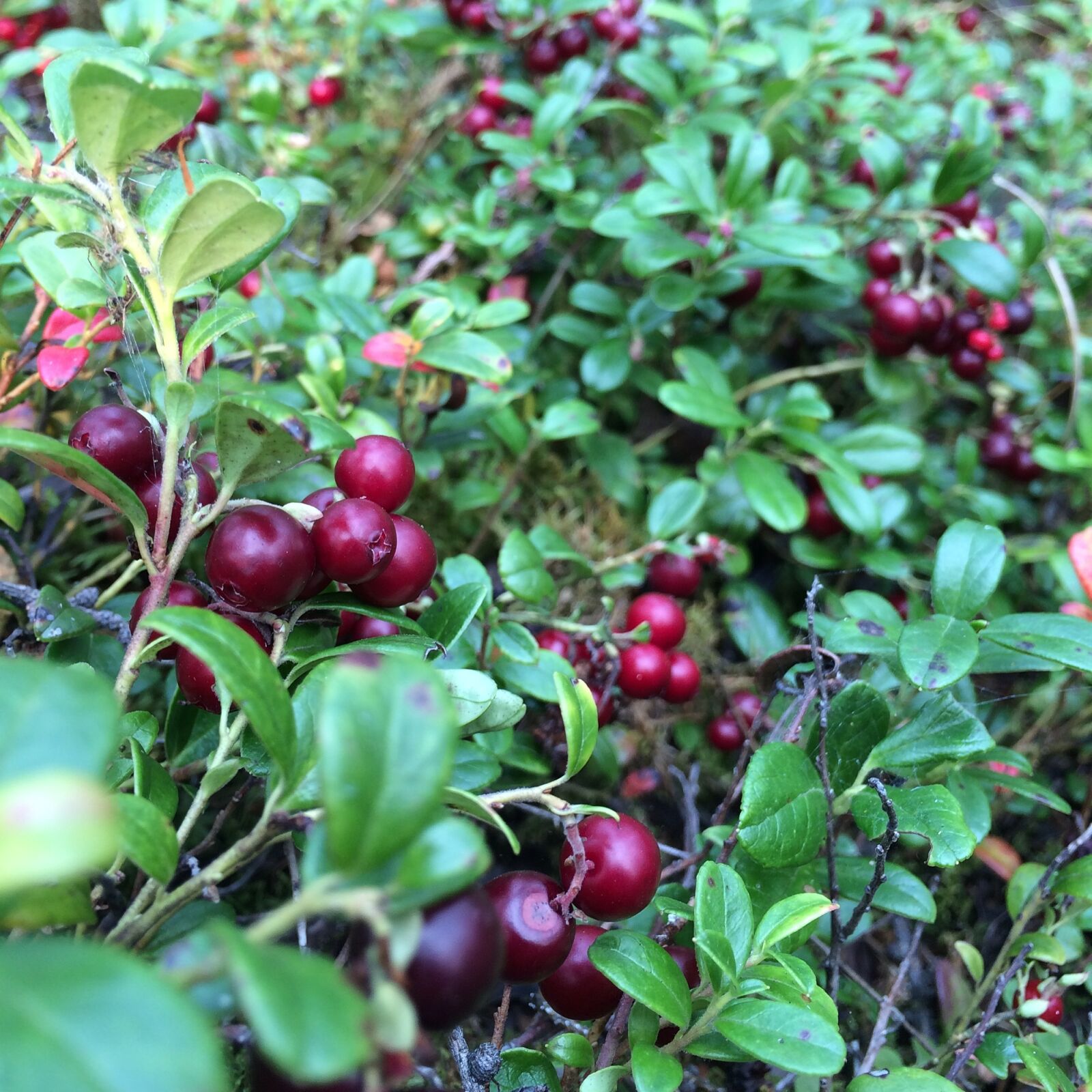 iPhone 5s back camera 4.15mm f/2.2 sample photo. Berry, cranberries, forest photography