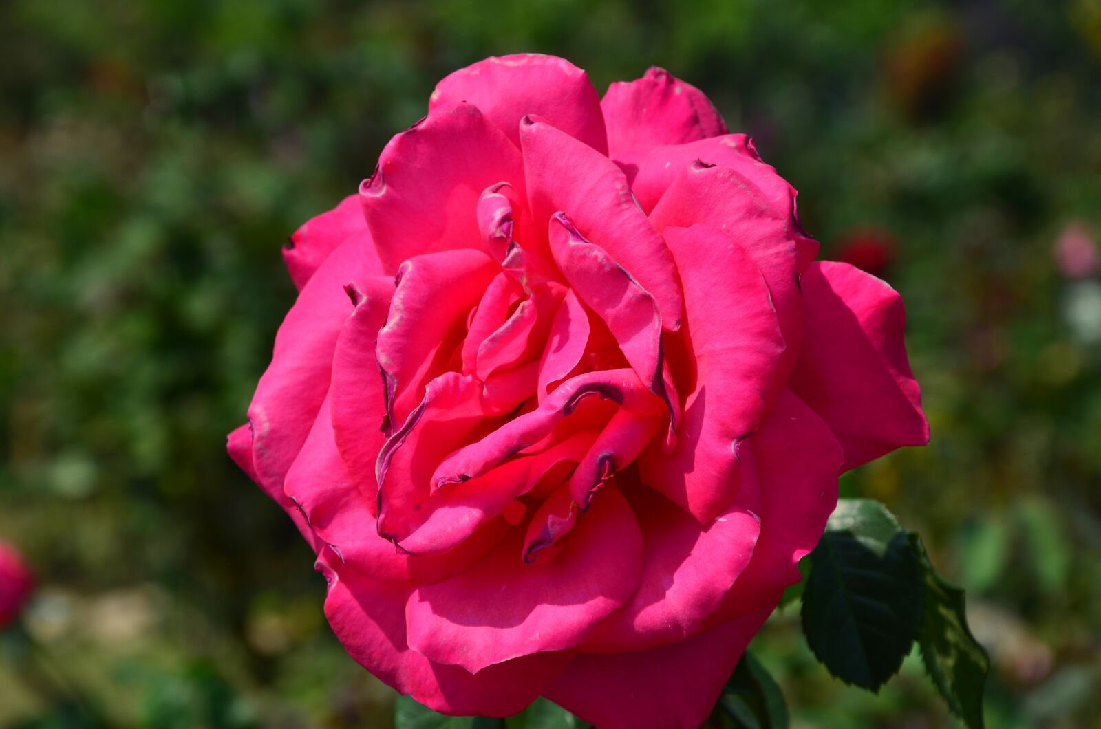 Nikon D7000 sample photo. Rose, flowers, plant photography