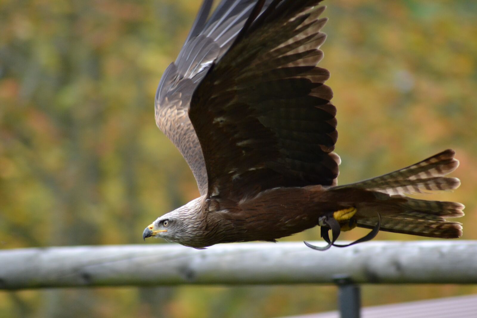 Nikon D3100 sample photo. Milan, wildlife park, bird photography
