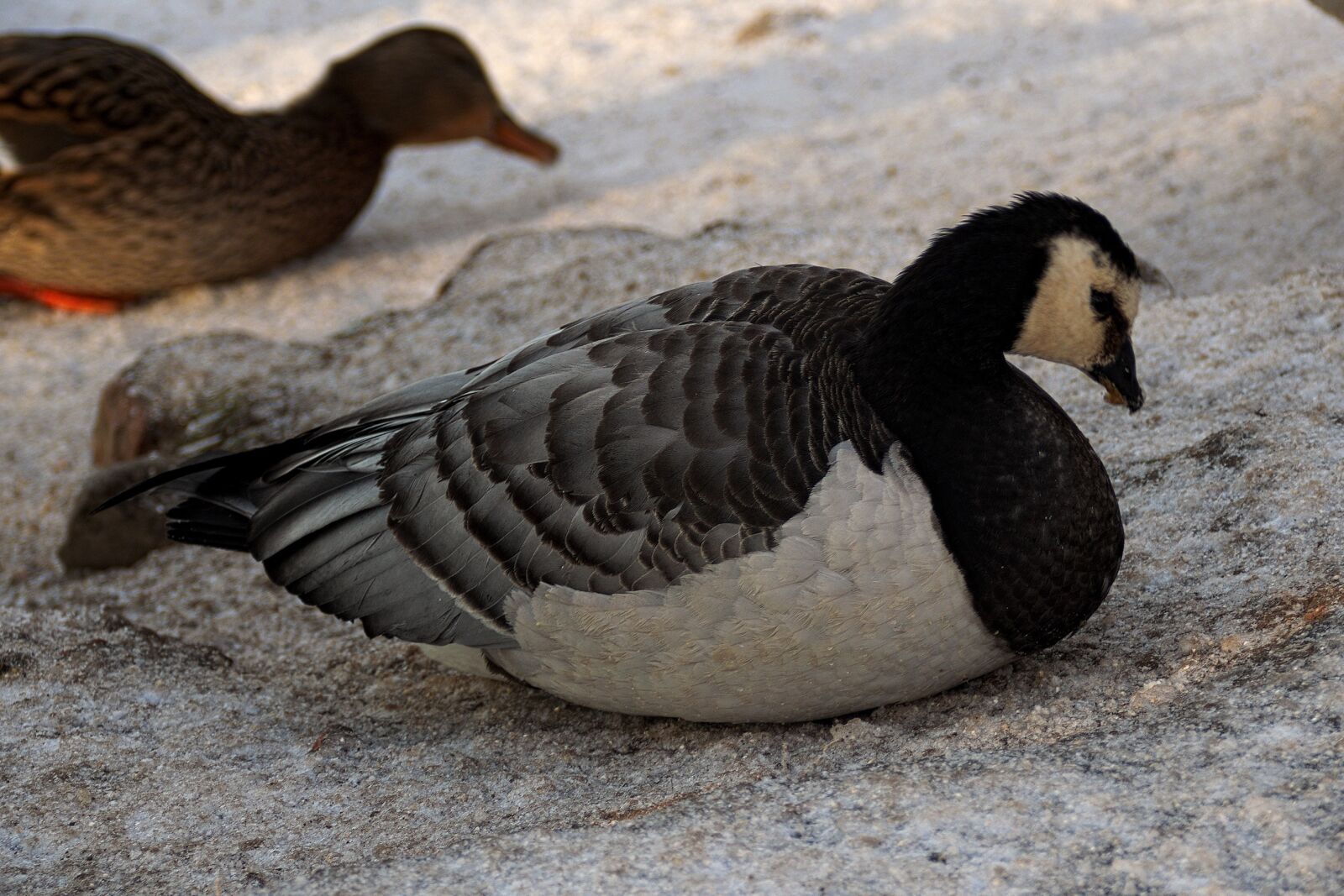 Nikon D3300 sample photo. Goose, bird, water bird photography