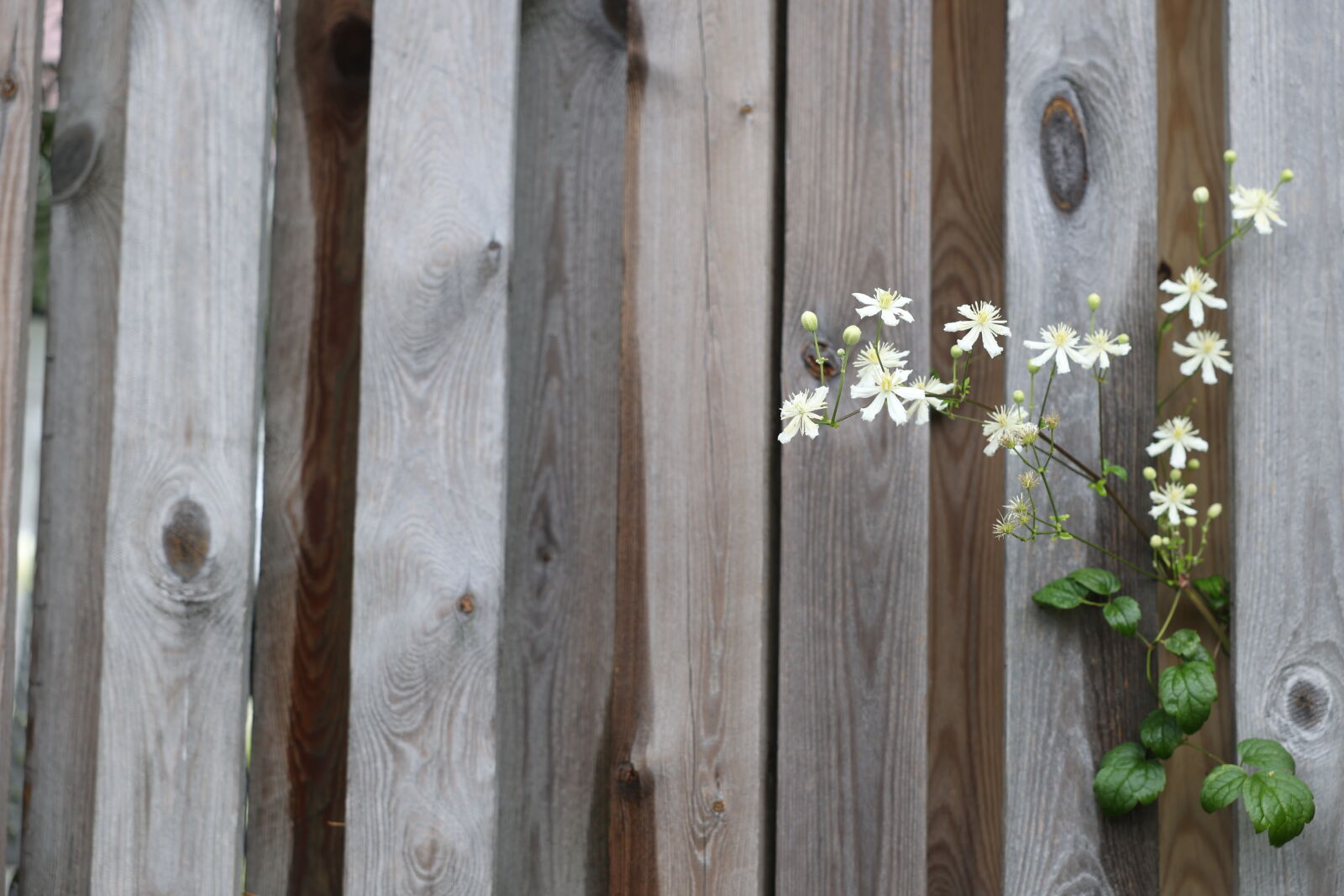 Canon RF 24-70mm F2.8L IS USM sample photo. Fence flowering photography