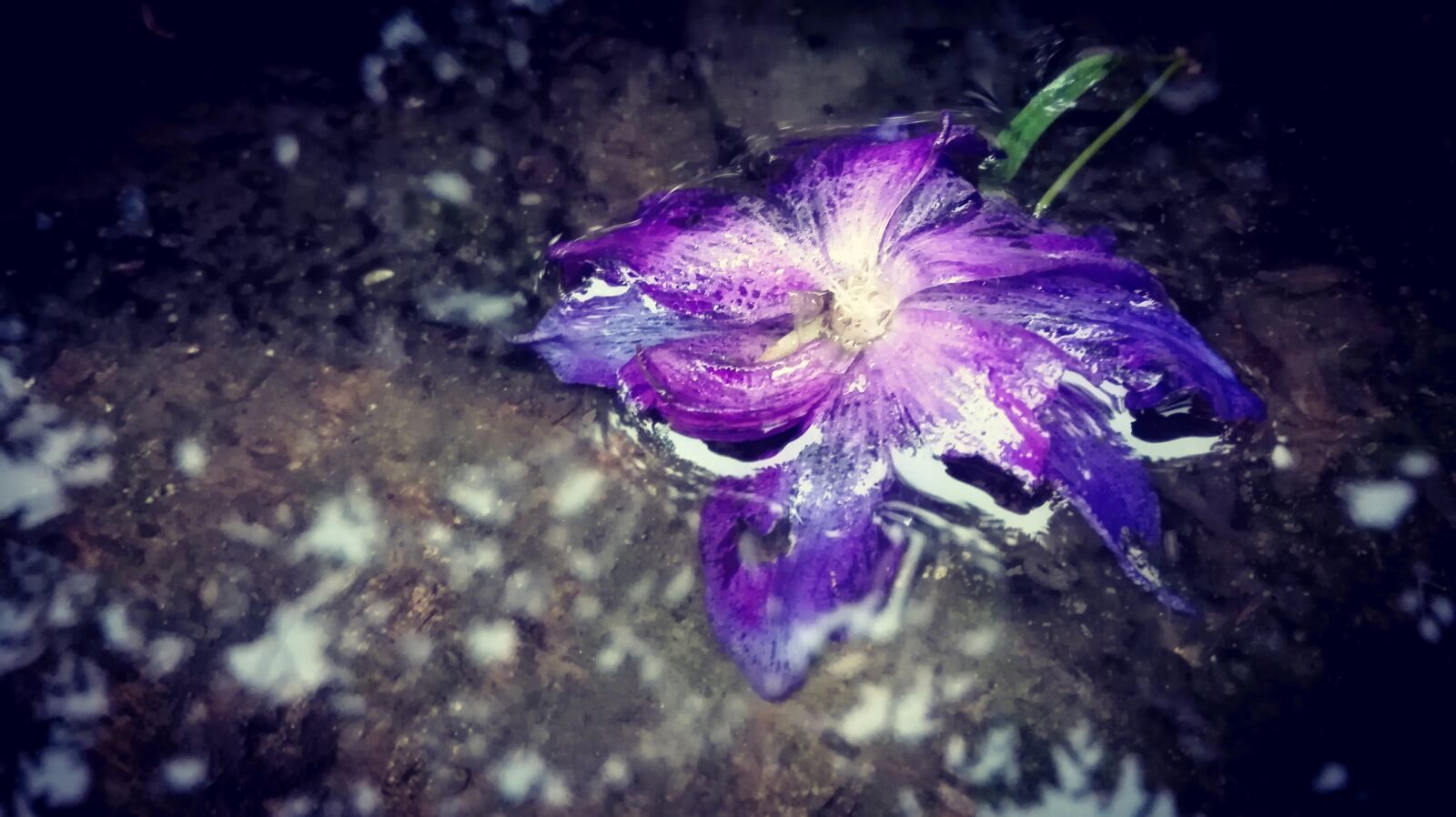 HUAWEI P8 Lite sample photo. Violet, flower, flowers photography