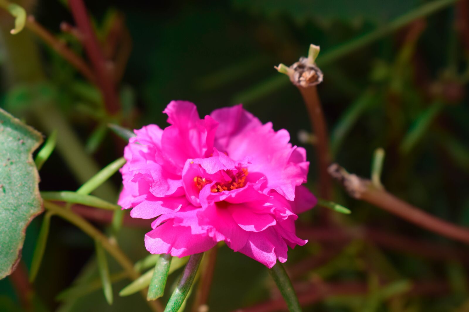 Nikon D3300 sample photo. Flower, green, pink photography