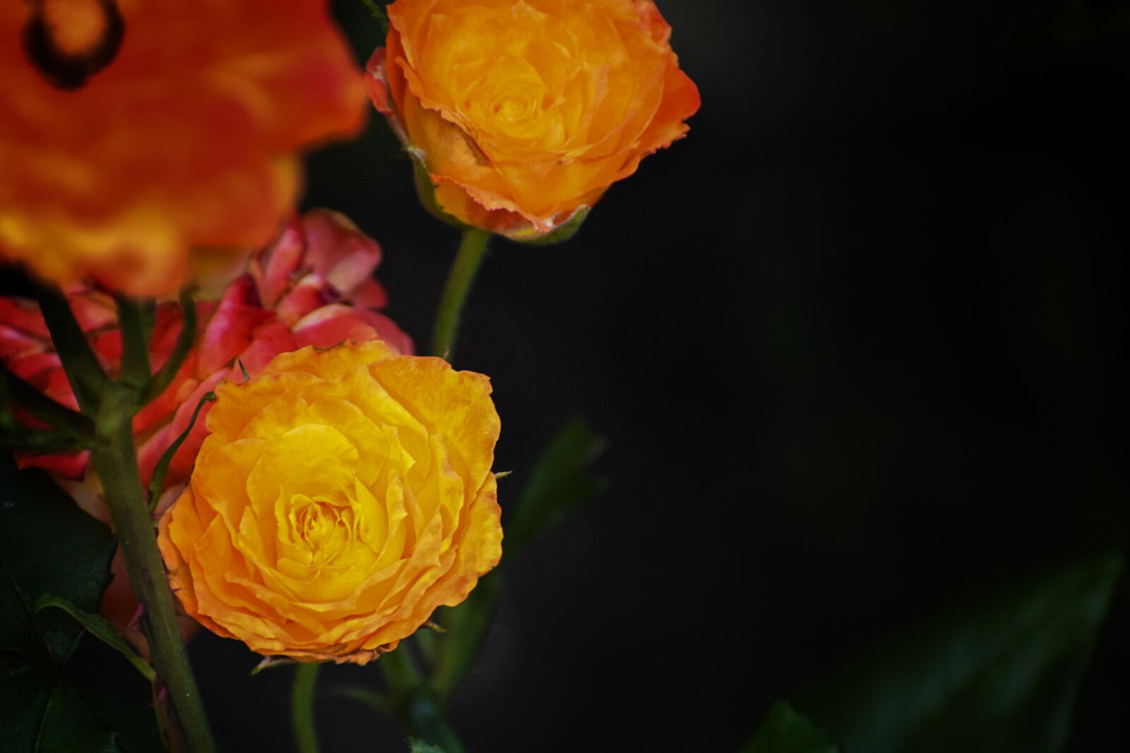 Nikon D5300 sample photo. Roses, orange, red photography