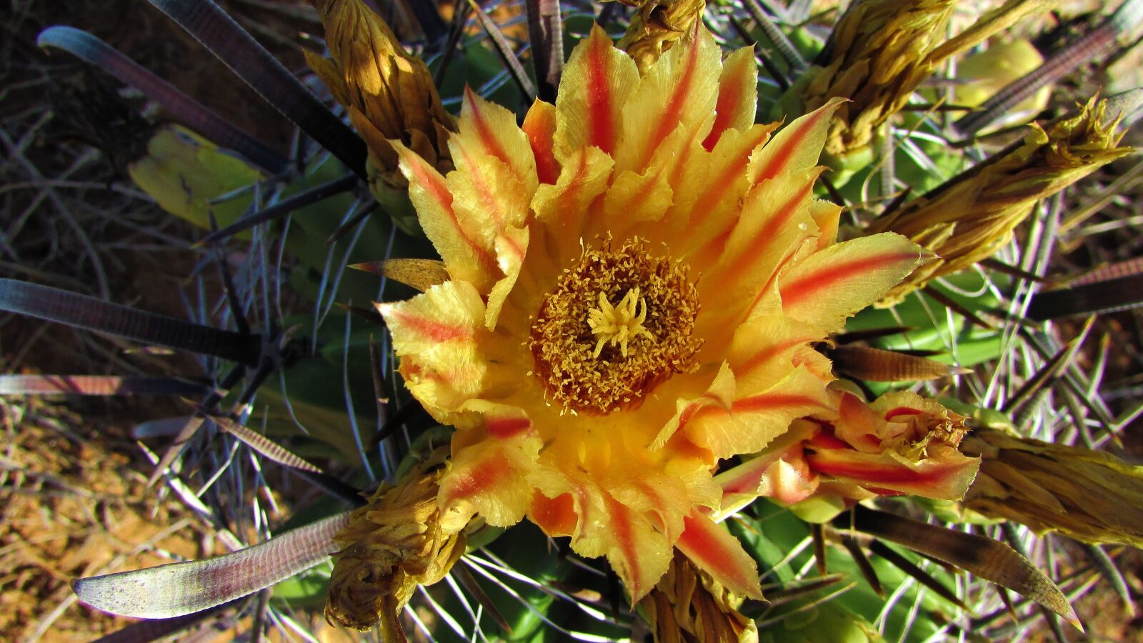 Canon PowerShot SX400 IS sample photo. Cactus, plant, nature photography