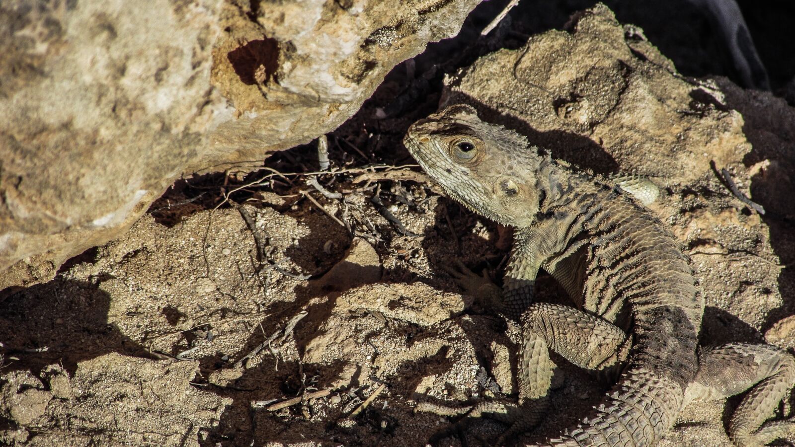 Canon PowerShot SX400 IS sample photo. Cyprus, lizard, kurkutas photography