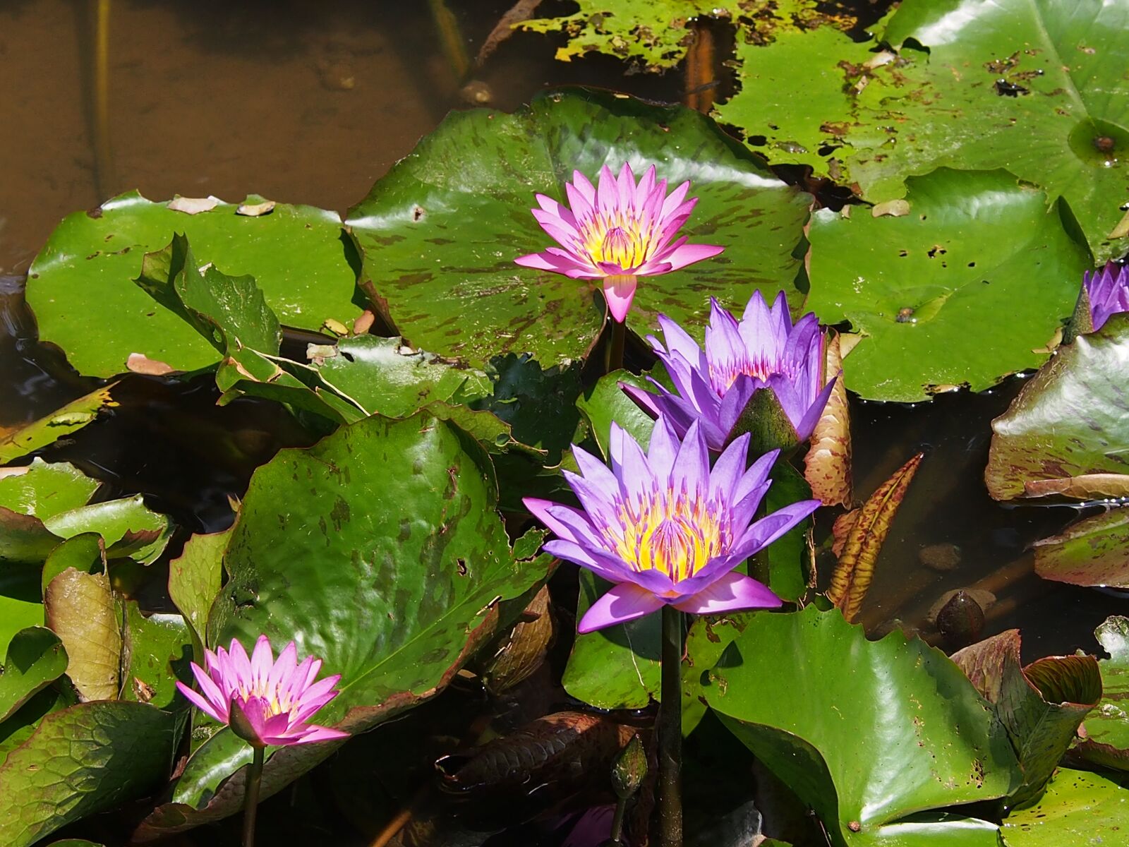 Olympus OM-D E-M5 sample photo. Lotus, 綻, lotus leaf photography