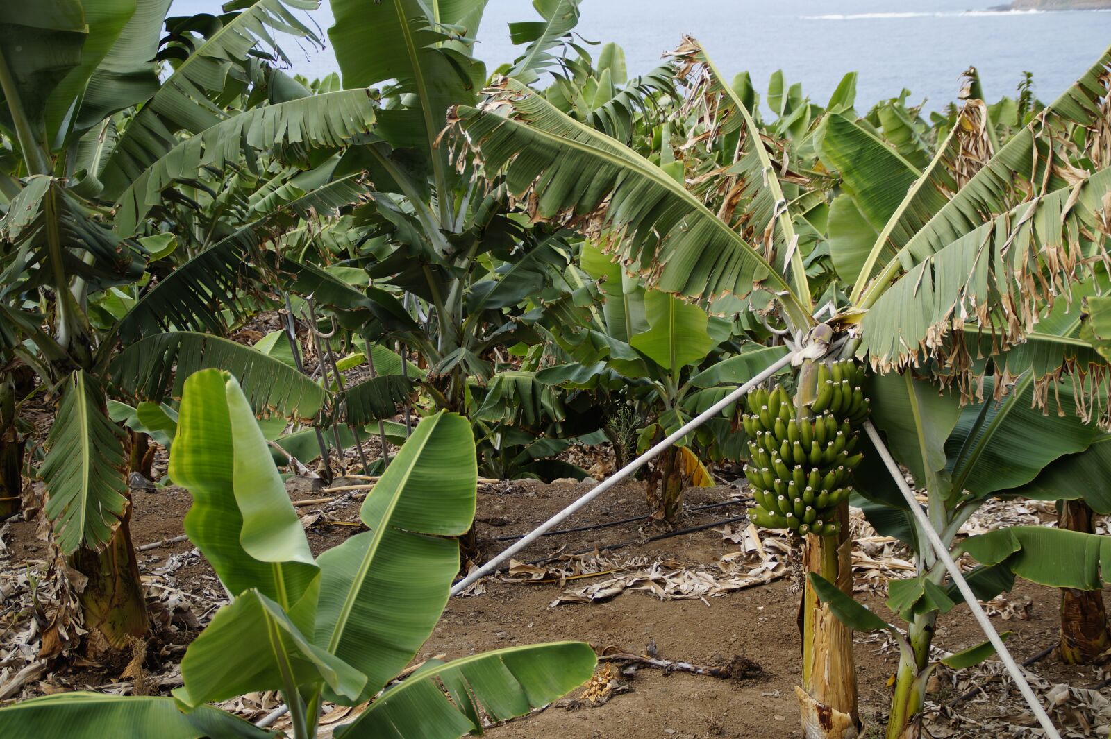 Sony SLT-A58 sample photo. Bananas, banana plantation, support photography