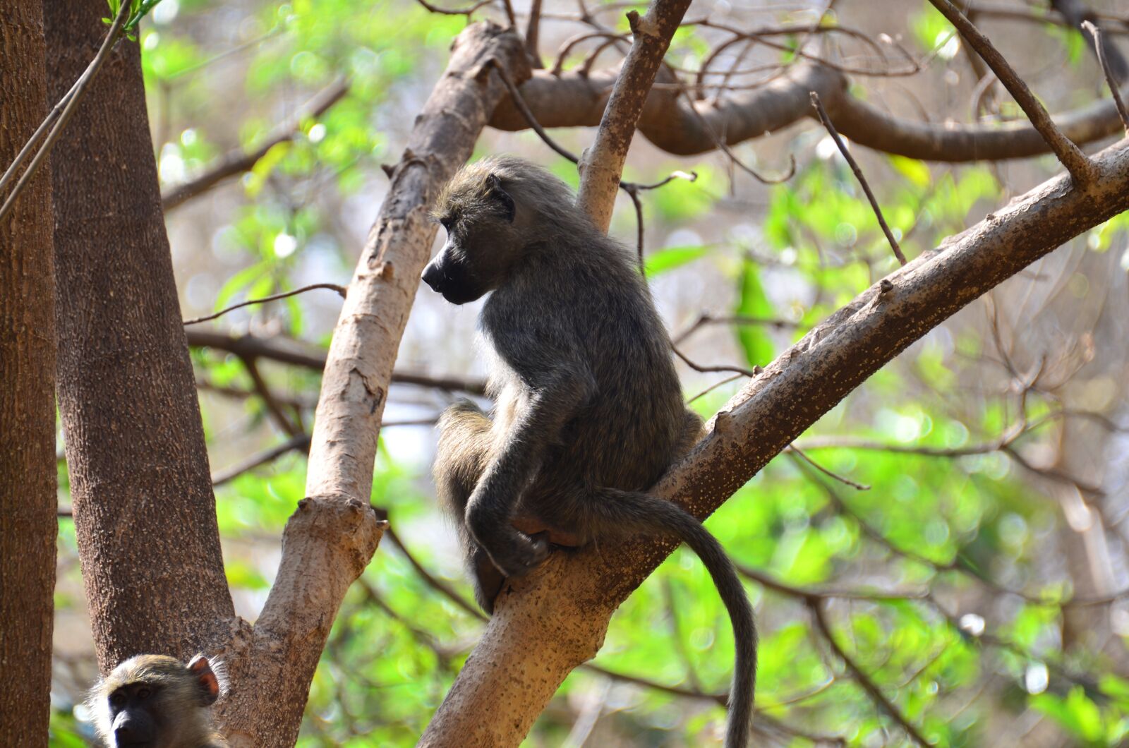 Nikon D7000 sample photo. Monkey, tanzania, animals photography