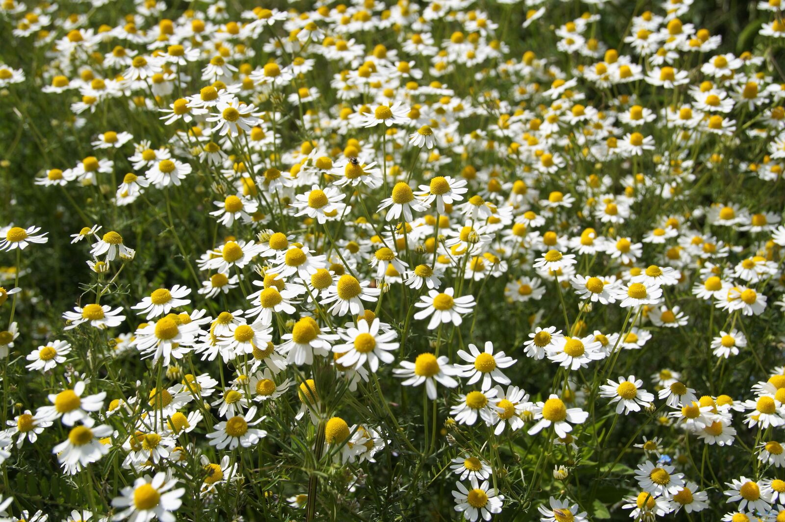 Sony SLT-A58 sample photo. Chamomile, an anthemis, flowers photography