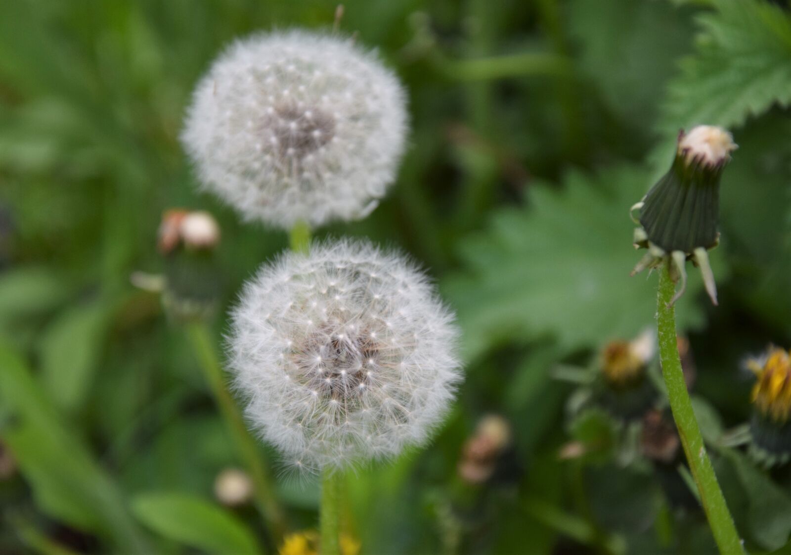 Nikon D5300 sample photo. Nuns, dandelion, plant photography