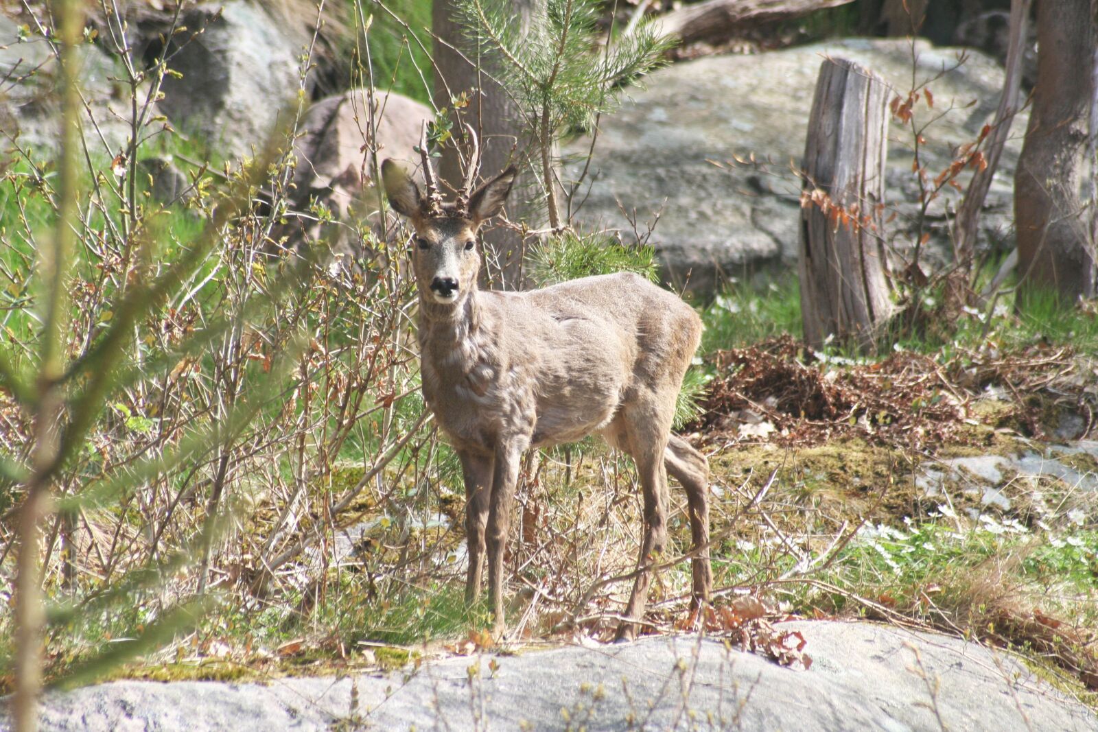 Canon EOS 350D (EOS Digital Rebel XT / EOS Kiss Digital N) sample photo. Animal, antler, deer photography