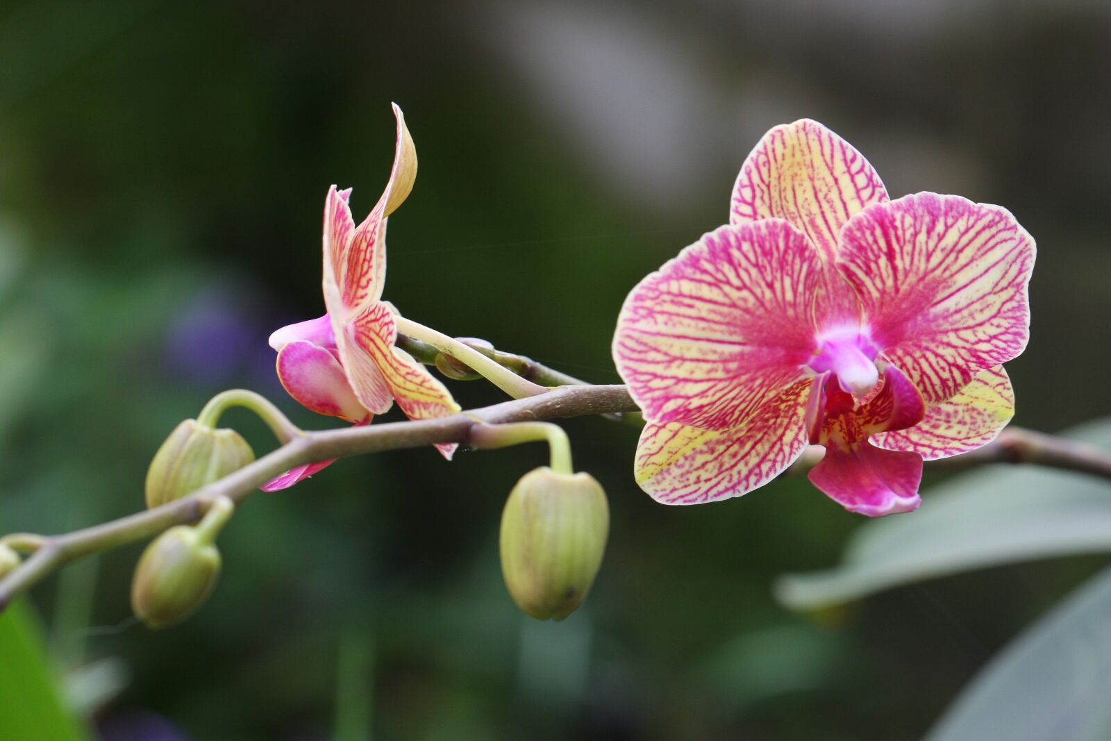 Canon EOS 40D sample photo. Flower, bloom, blossom photography
