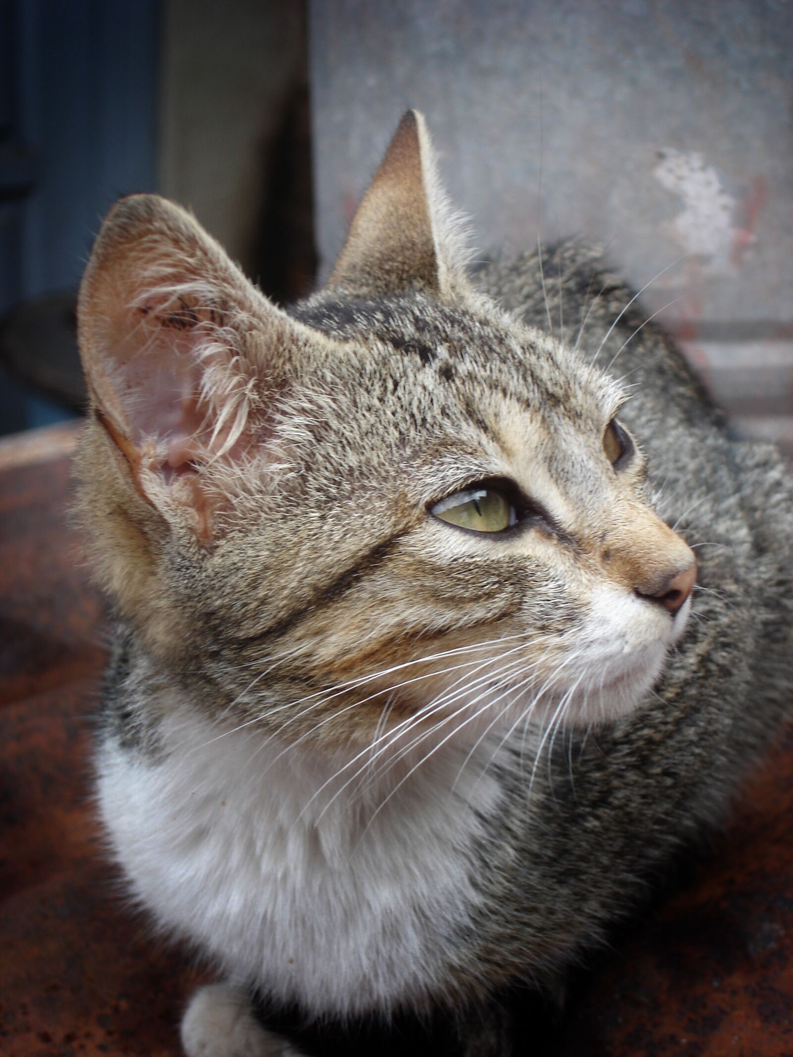 Sony DSC-W5 sample photo. Cat, animal, feline photography