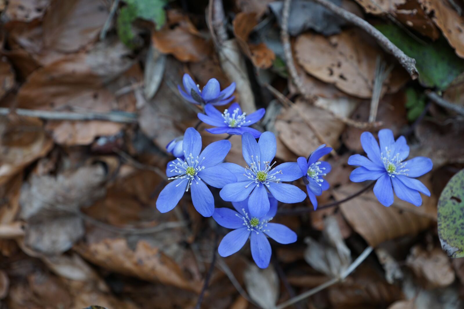 Sony DT 16-50mm F2.8 SSM sample photo. Hepatica, forest, wild flower photography