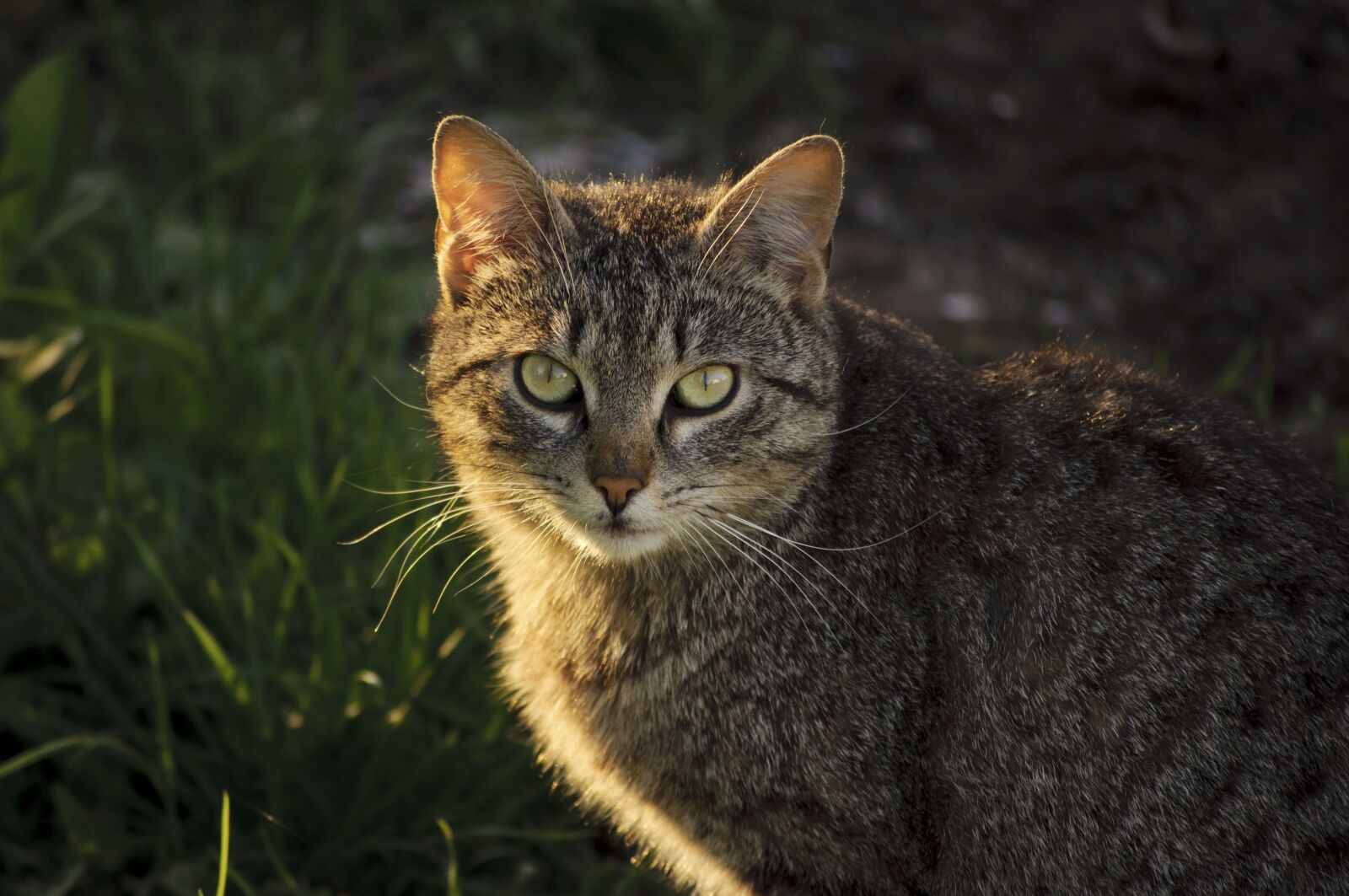 Nikon D5000 sample photo. Cute, animal, nature photography