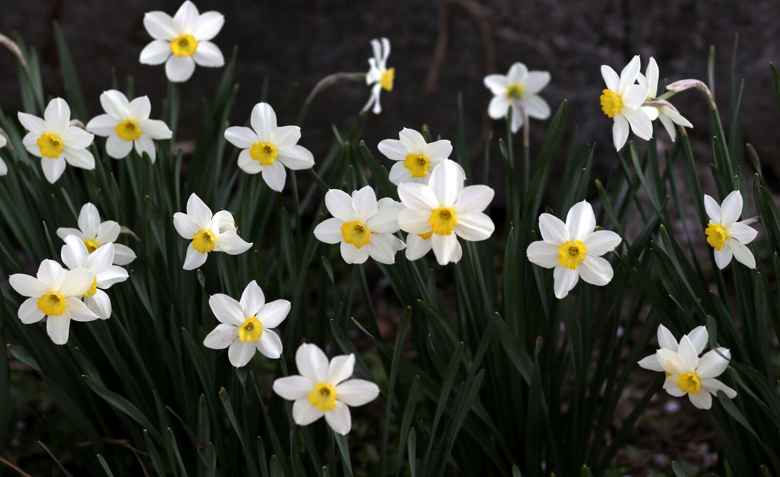 Canon EF 85mm F1.8 USM sample photo. Daffodil, white, flower photography