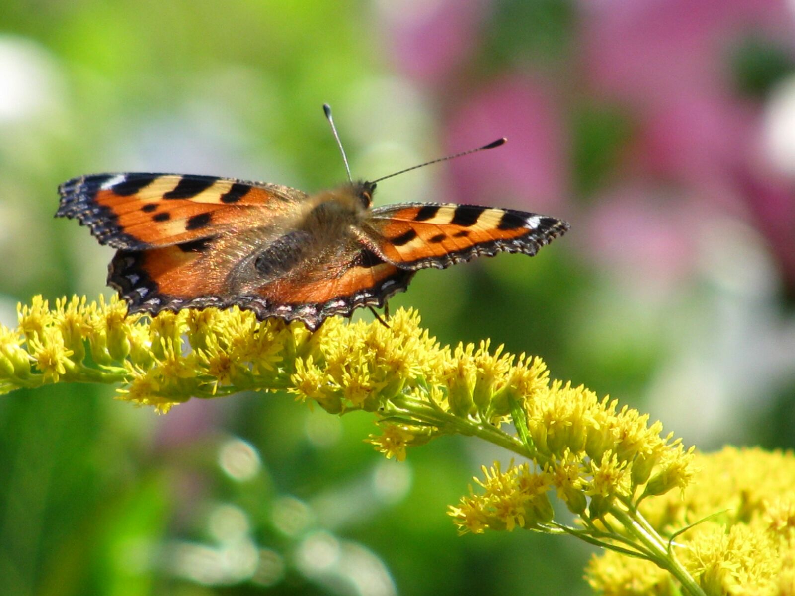 Canon POWERSHOT SX100 IS sample photo. Butterfly, flower, insect photography