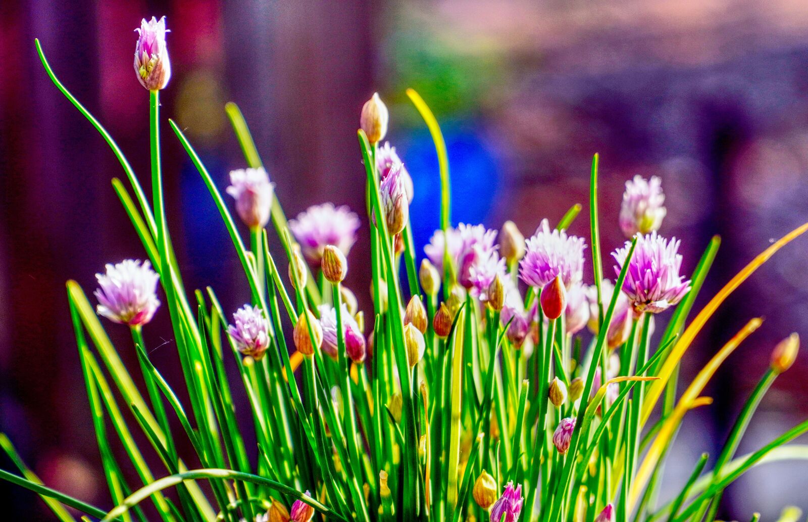 Sony E PZ 18-105mm F4 G OSS sample photo. Chives, leek, plant photography