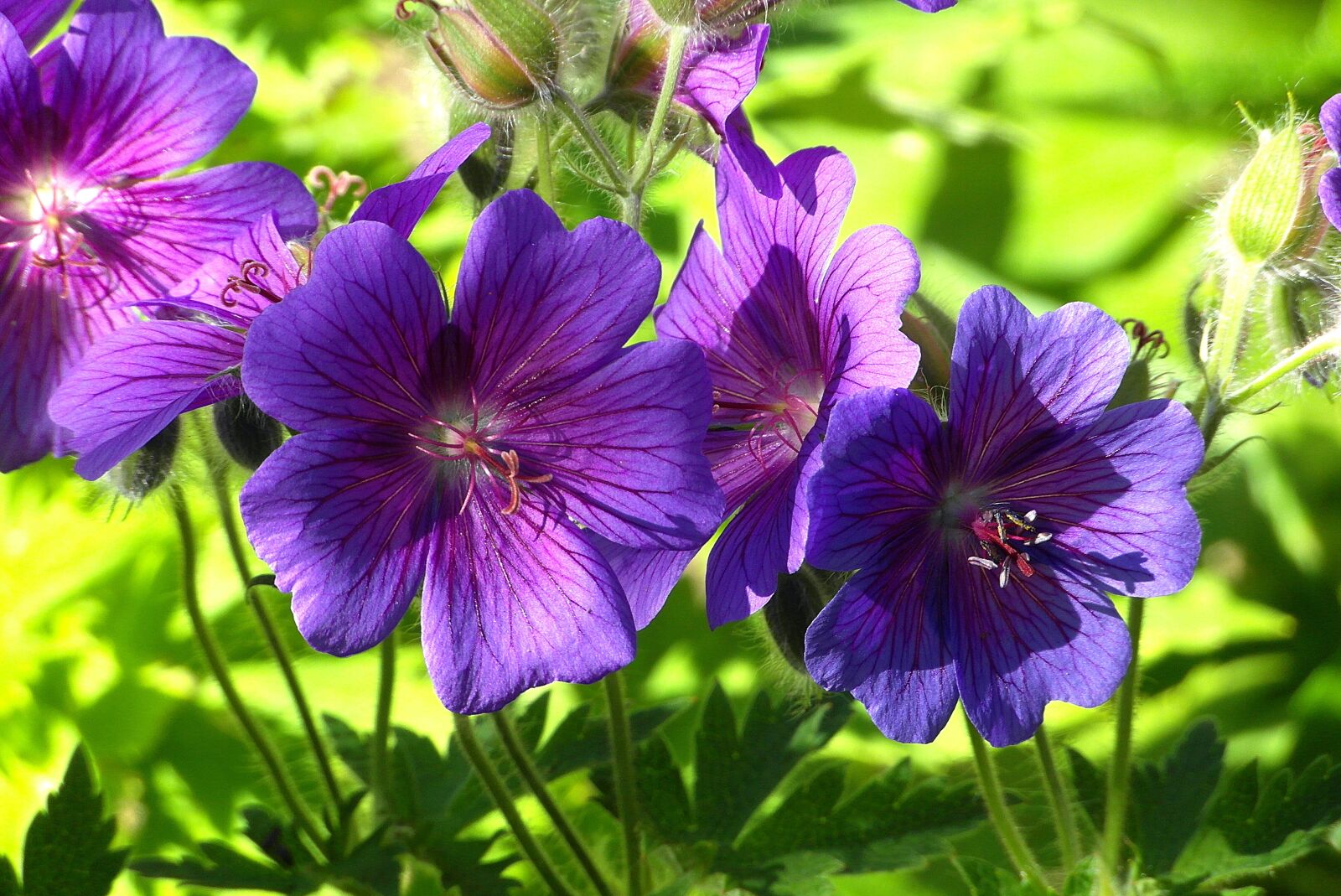 Samsung WB750 sample photo. Geranium wielkop atkowy, cranesbill photography