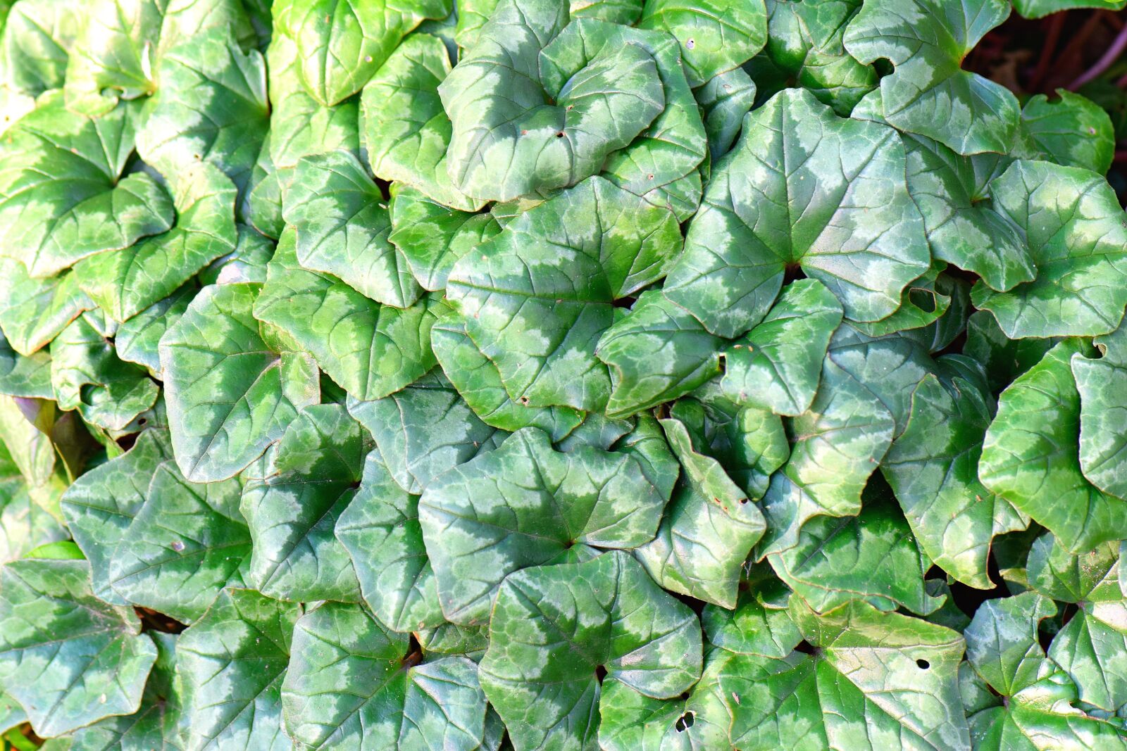 Nikon D5300 sample photo. Efeu, ivy, nature photography