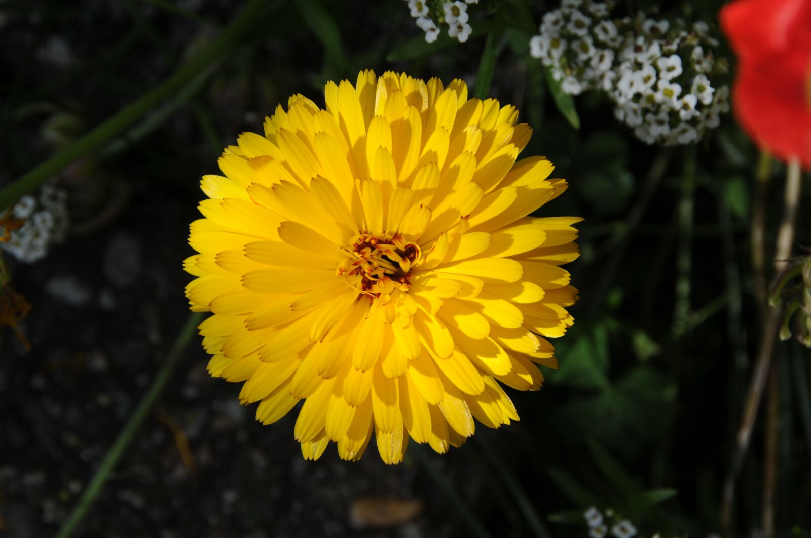 Nikon D300 sample photo. Yellow, flower, nature photography