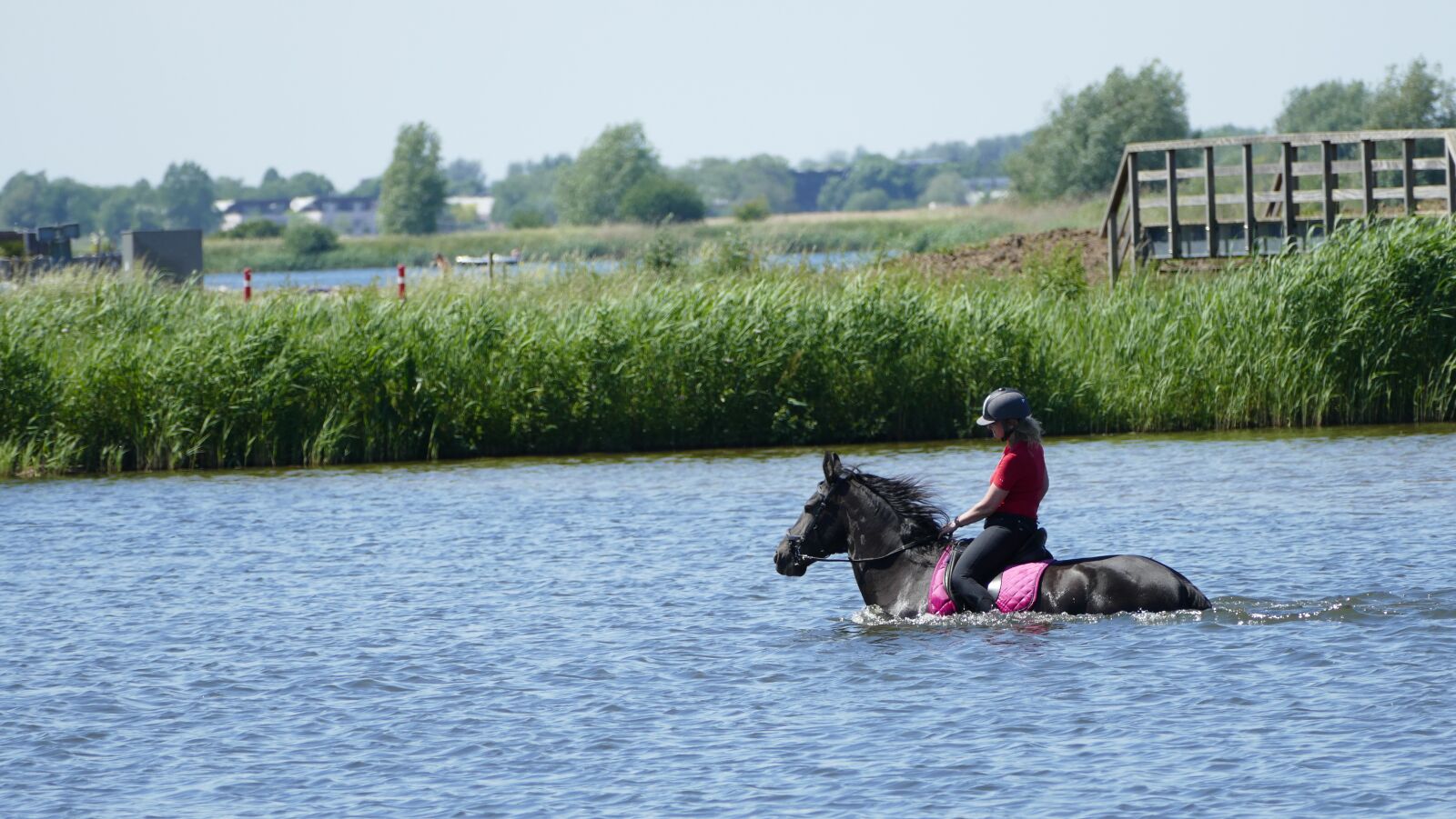 Panasonic Lumix DMC-FZ1000 sample photo. Horse, refreshment, outdoors photography