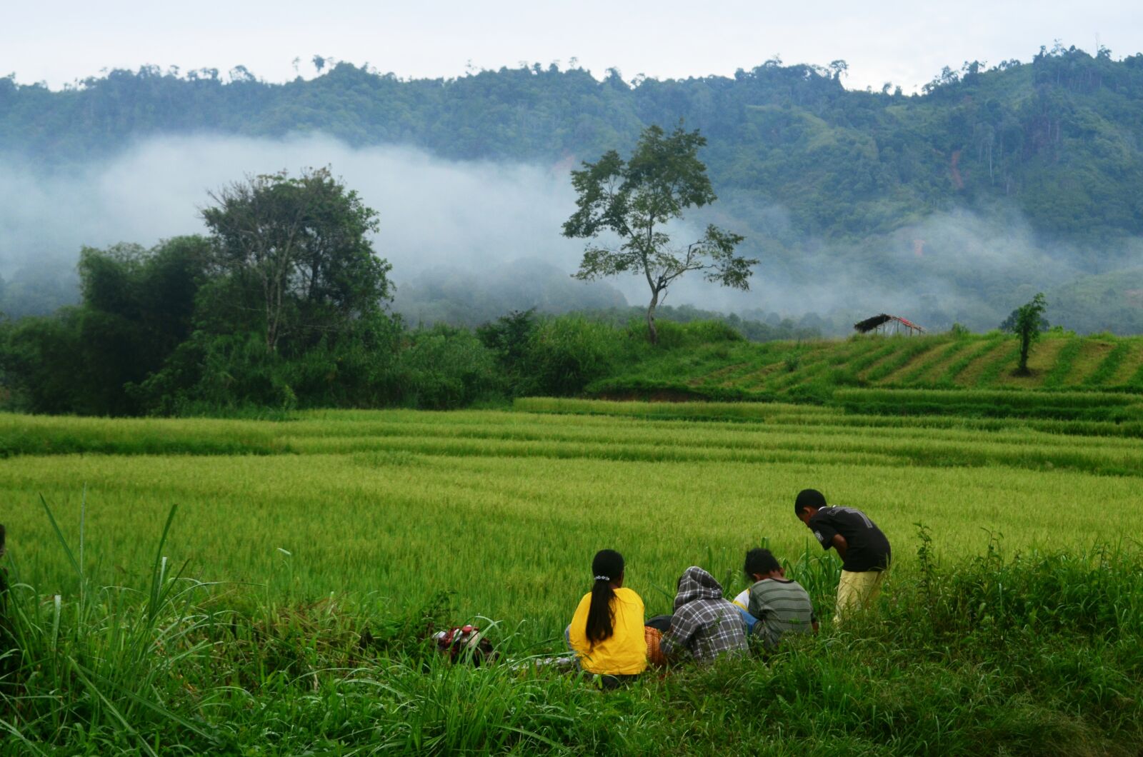 Nikon D5100 sample photo. Field rice, kids, mountains photography