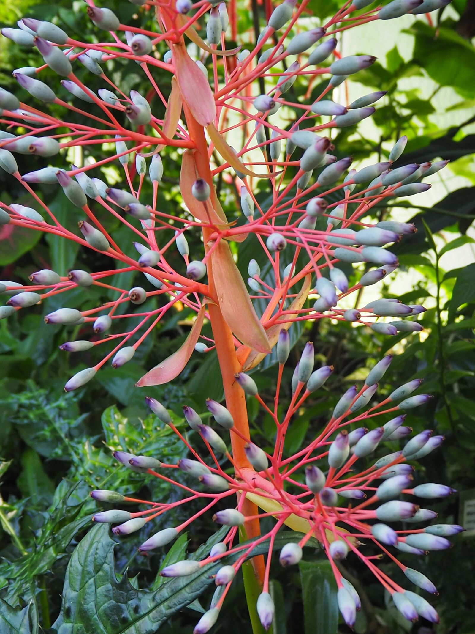 Olympus OM-D E-M10 II sample photo. Plant, red, flower photography