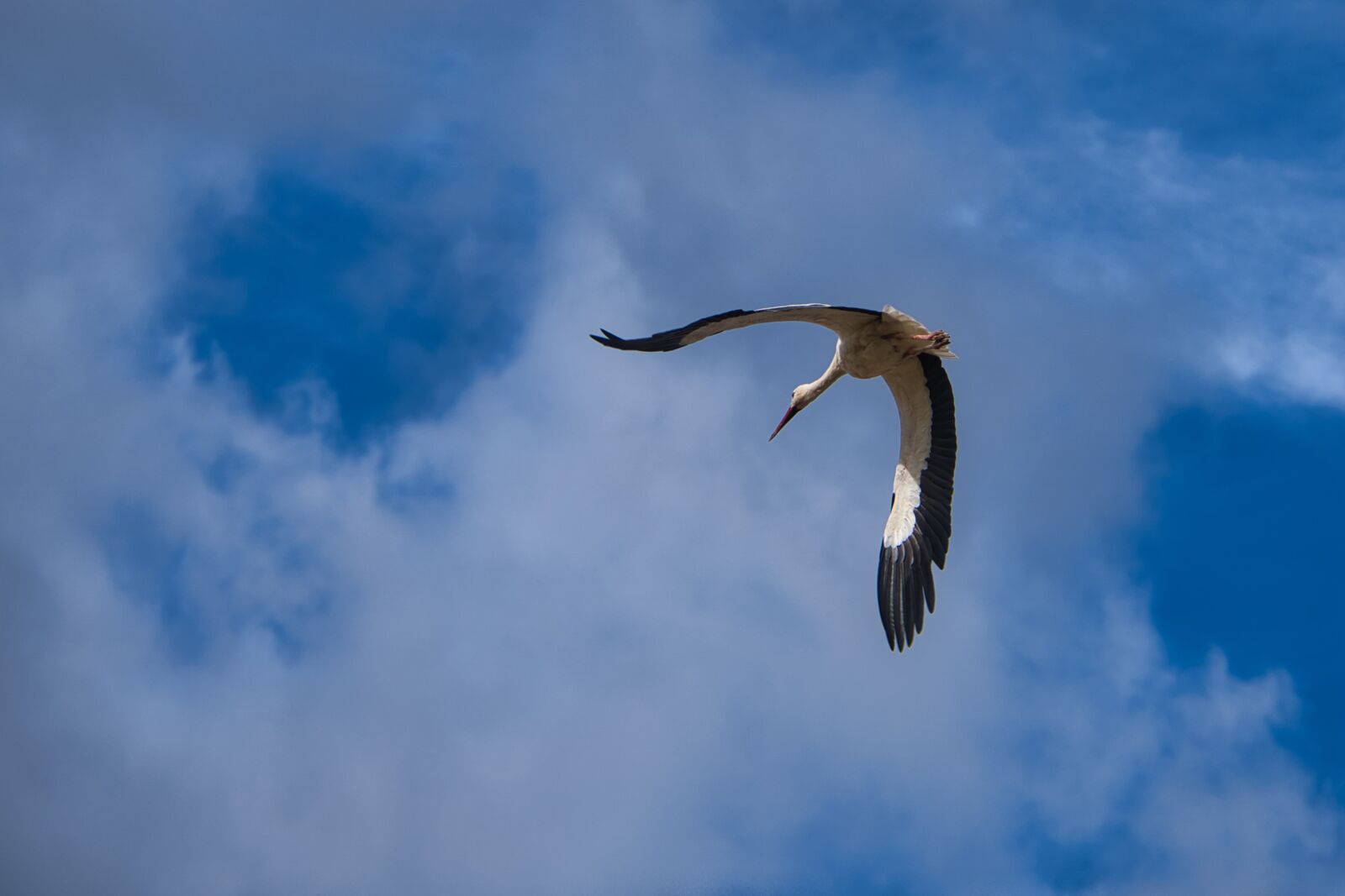 Sony a7 III + Sony FE 70-200mm F4 G OSS sample photo. Stork, young stork, young photography