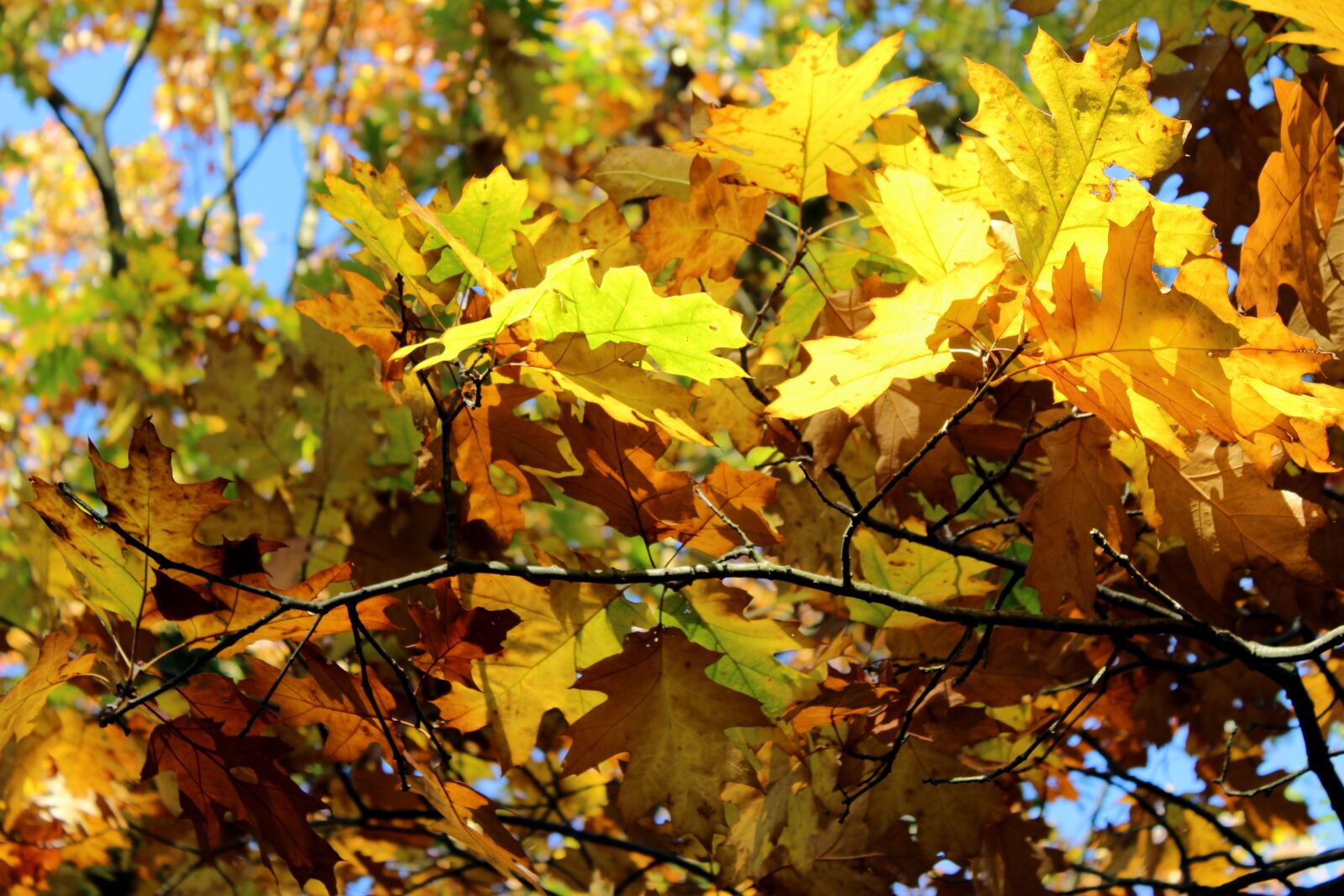 Canon EOS 1300D (EOS Rebel T6 / EOS Kiss X80) sample photo. Leaf, autumn, season photography