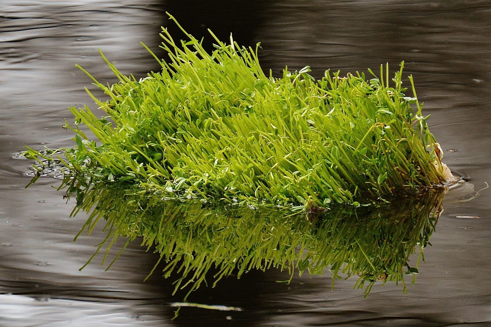 Nikon D3200 sample photo. Water, lake, meadow photography