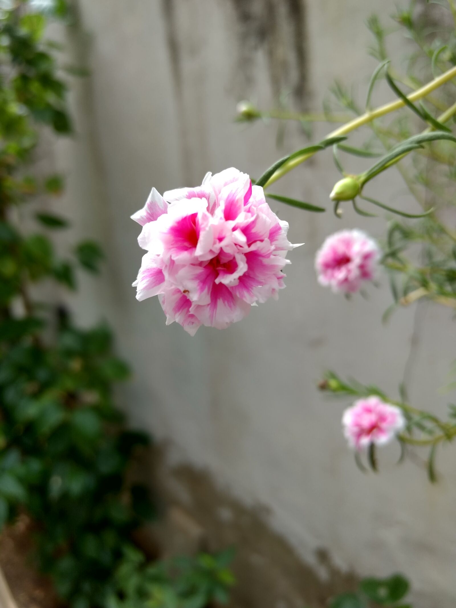 Motorola Moto G (4) sample photo. Flower photography