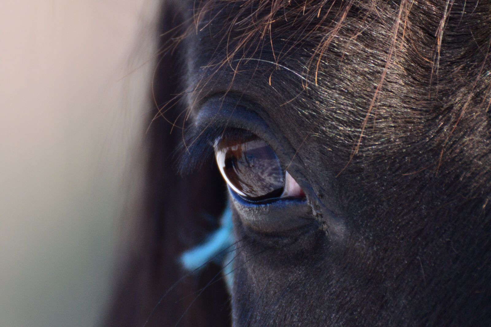 Nikon D3200 sample photo. Pets, eyes, horse photography
