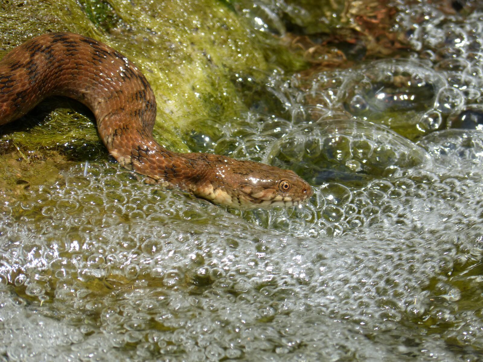 Panasonic DMC-FZ62 sample photo. Snake, snake river, river photography