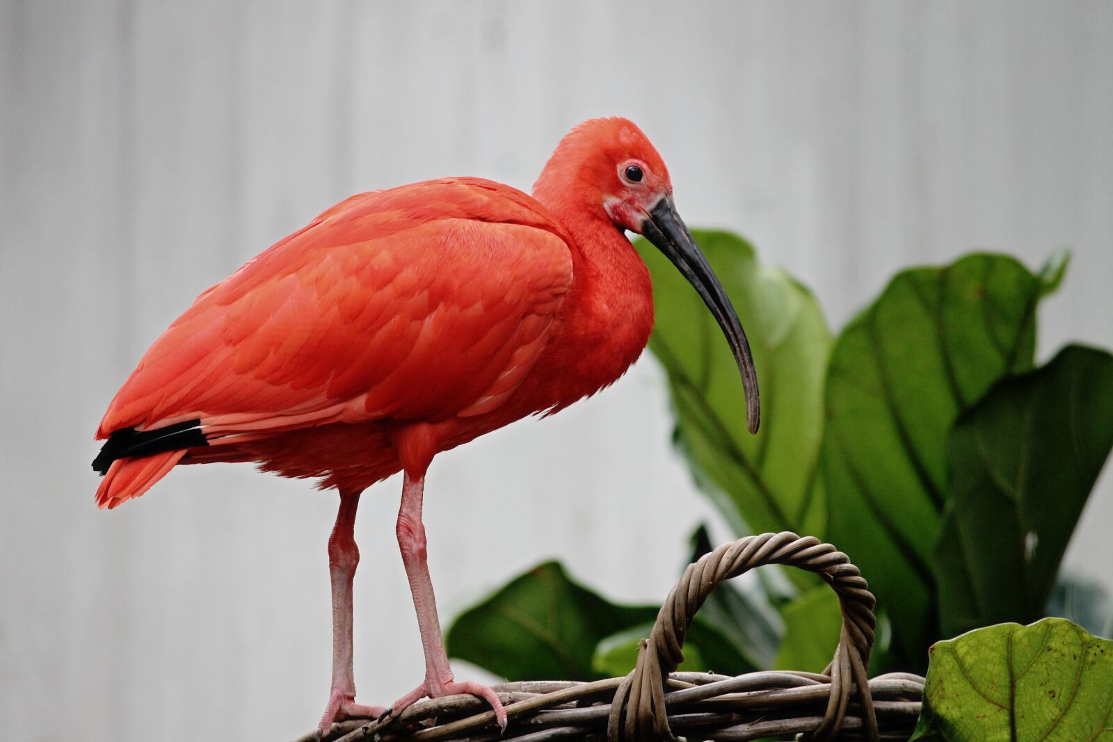 Canon EOS 1100D (EOS Rebel T3 / EOS Kiss X50) sample photo. Ibis, red ibis, scarlet photography