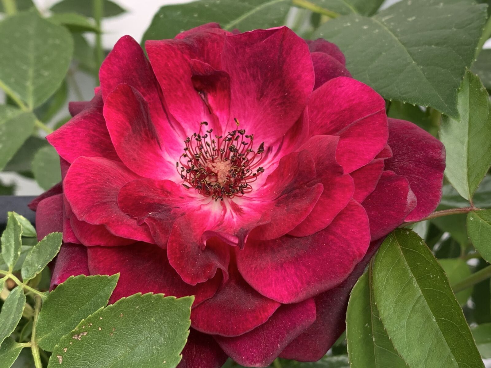 Apple iPhone XS sample photo. Red, pink, rose photography