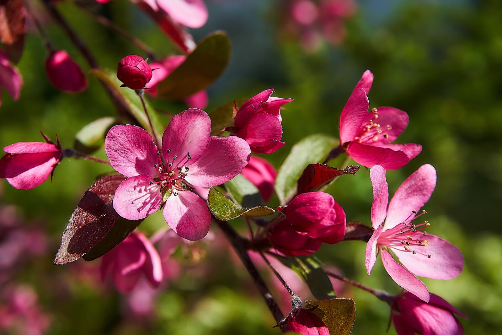 Sony a6000 sample photo. Embellishment, coccinella, malus photography
