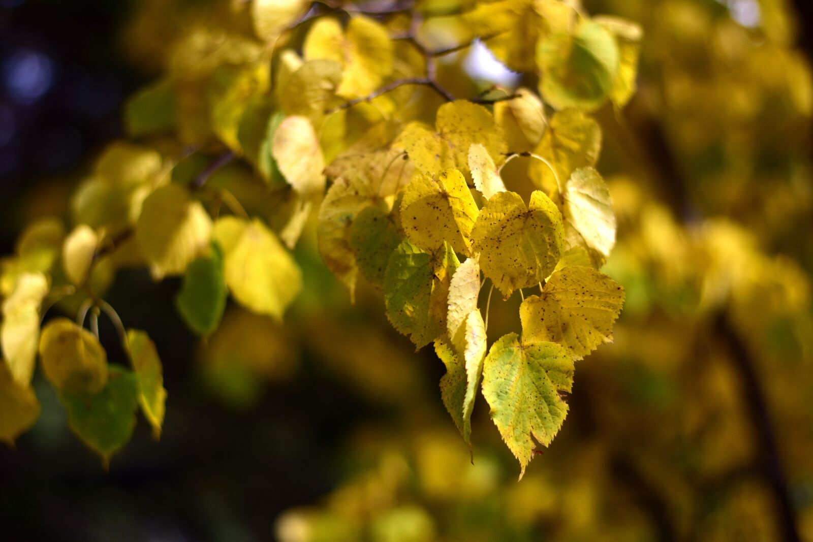 Nikon D3500 sample photo. Autumn, season, colorful photography